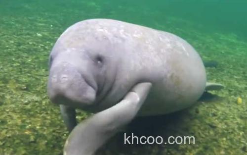 海牛_2