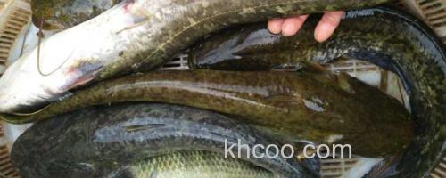 大口鲶鱼_0
