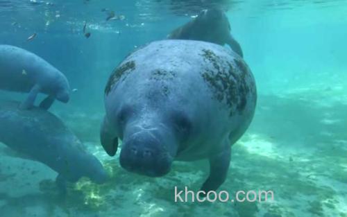 海牛_0