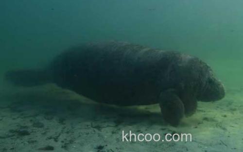 海牛_1
