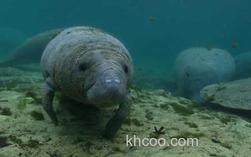 西印度海牛_0