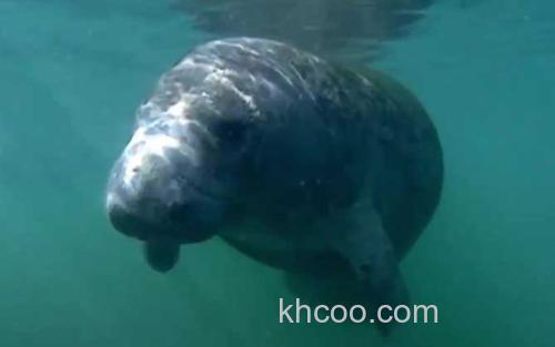 海牛_2