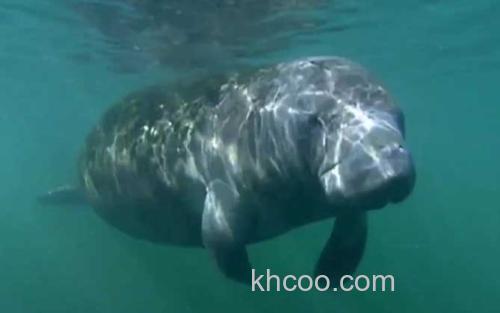 海牛_2