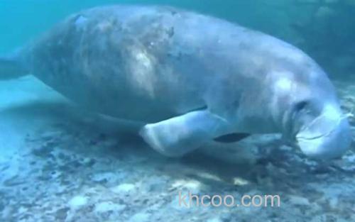 海牛_0