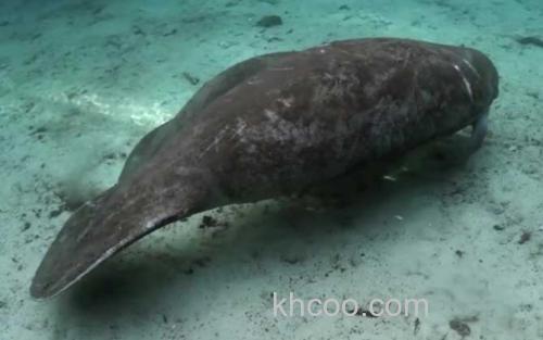 海牛_1