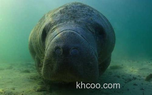 海牛_1