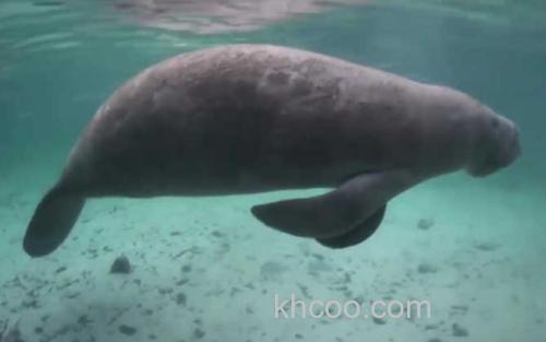 海牛_0