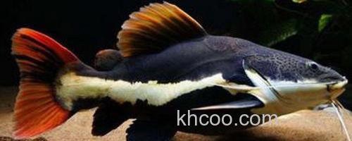 红尾鲶_0