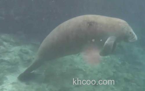 海牛_2