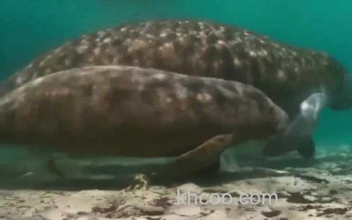 海牛_2