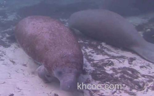 海牛_0