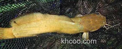 土鲶鱼_0