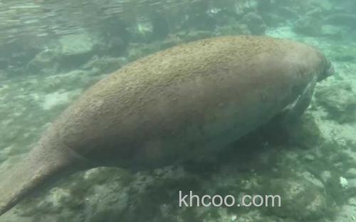 海牛_2