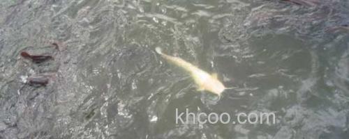 白化鲶鱼_0