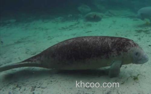 海牛_2