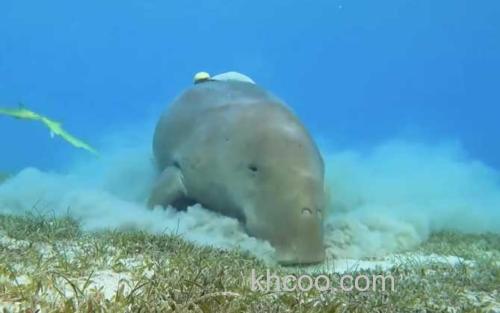 海牛_2