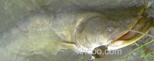 鲶鱼_0