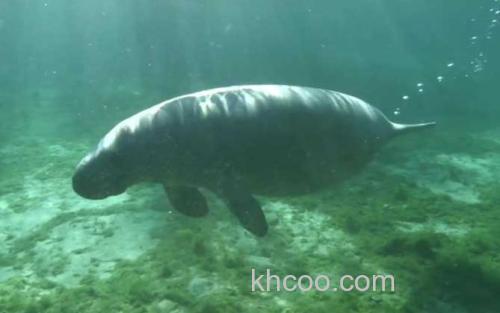 海牛_2