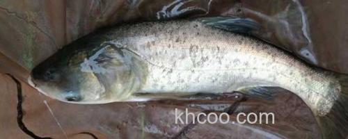 鳙鱼_0