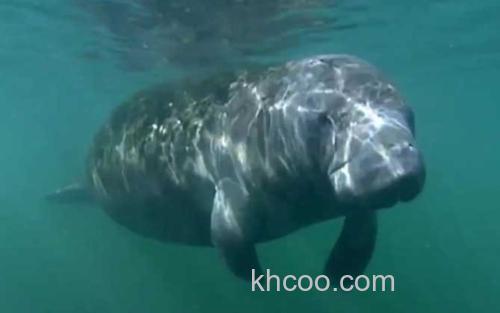 海牛_1