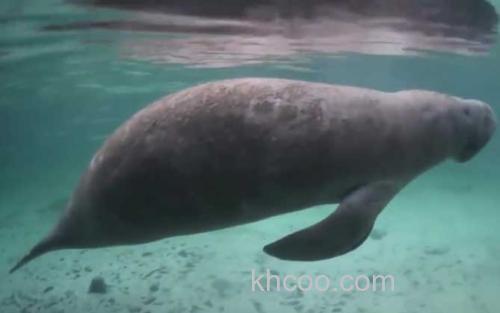 海牛_3