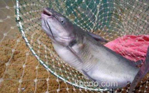 鲶鱼_1
