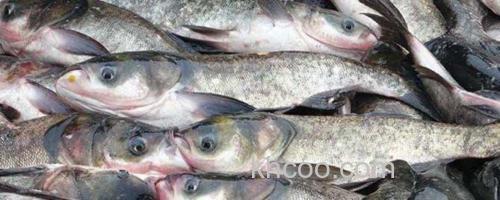 鲢鳙鱼_0