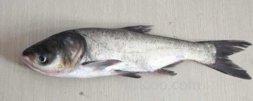 鳙鱼_0