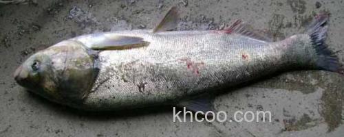 鳙鱼_0