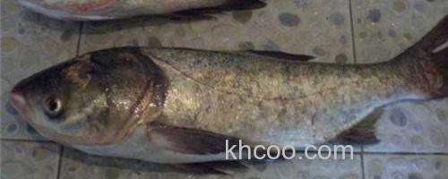 鳙鱼_0