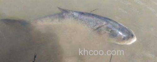 鳙鱼_0