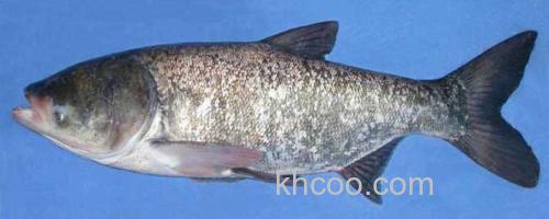 鳙鱼_0