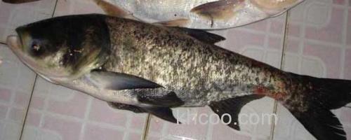 鳙鱼_0