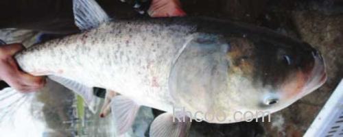 鳙鱼_0