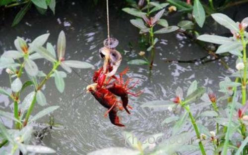 钓小龙虾_0