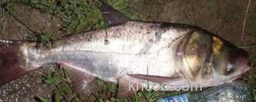 鳙鱼_0