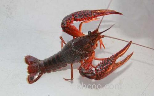龙虾_3
