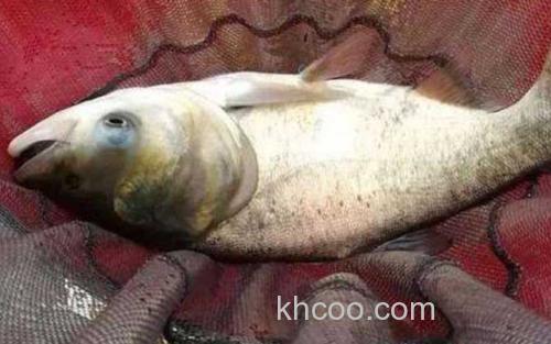 冬季钓花白鲢_2