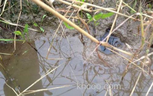 钓黄鳝_1
