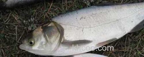浮钓鲢鳙_0