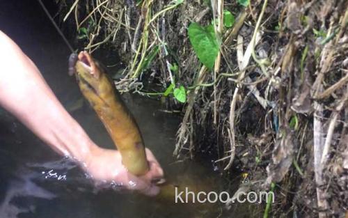 钓黄鳝_0