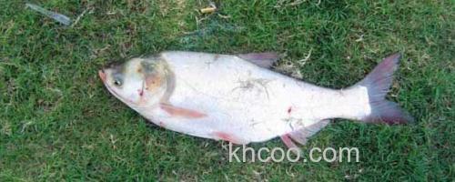 鲢鳙鱼_0