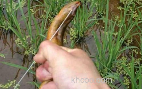 钓黄鳝_4