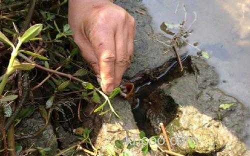 钓黄鳝_3