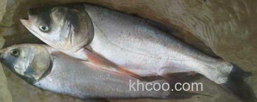 鲢鳙鱼_0