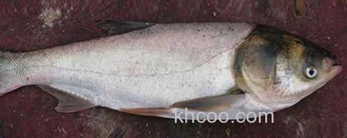 白鲢_0
