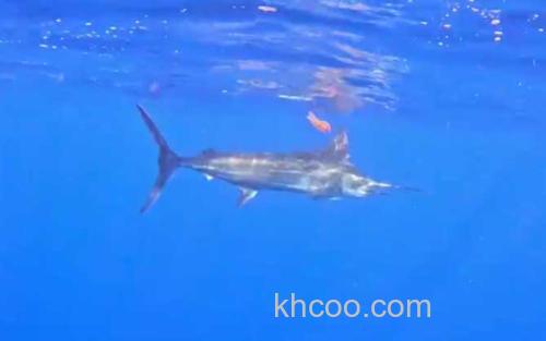 大西洋蓝枪鱼_2