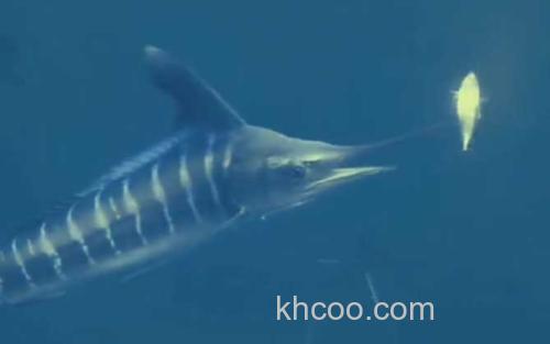 小吻四鳍旗鱼_4