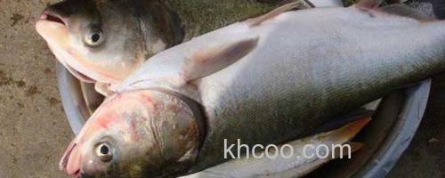 鲢鱼_0