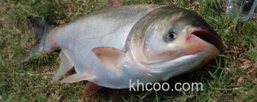 白鲢_0